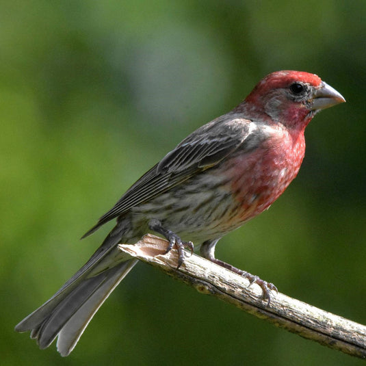 Bird Feature: House Finch