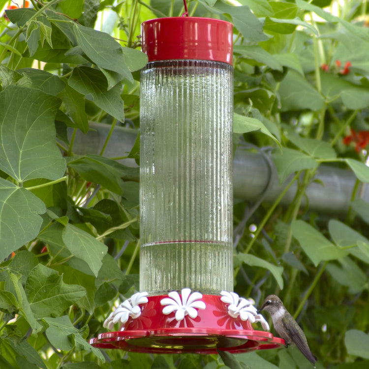 Hummingbird Feeder Selector