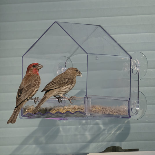 How to use a window bird feeder