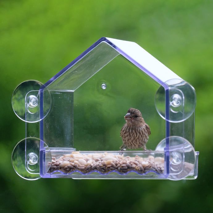 Indoor activities for kids: birding edition!
