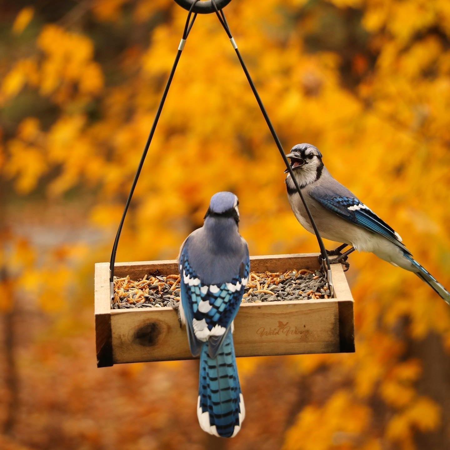 Best bird feeders for fall – Nature's Way Bird Products