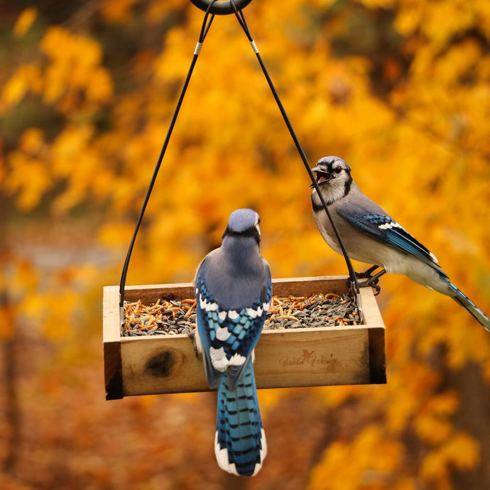 Best bird feeders for fall