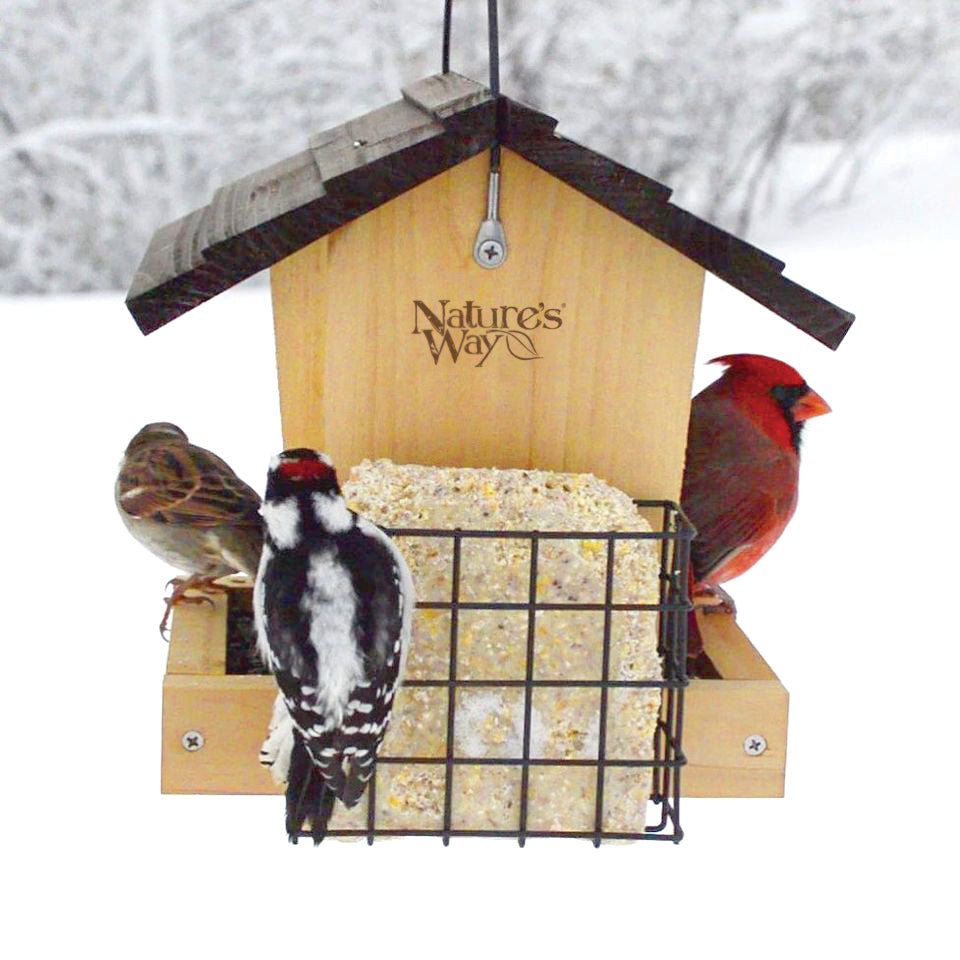 Winter bird feeding guide