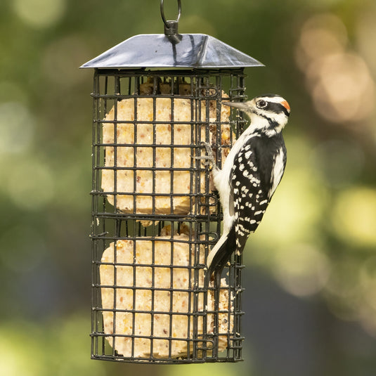 A beginner's guide to making your own suet for birds