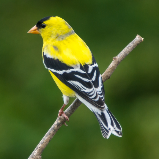 3 of the most common finches in the United States and Canada