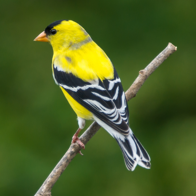 3 of the most common finches in the United States and Canada