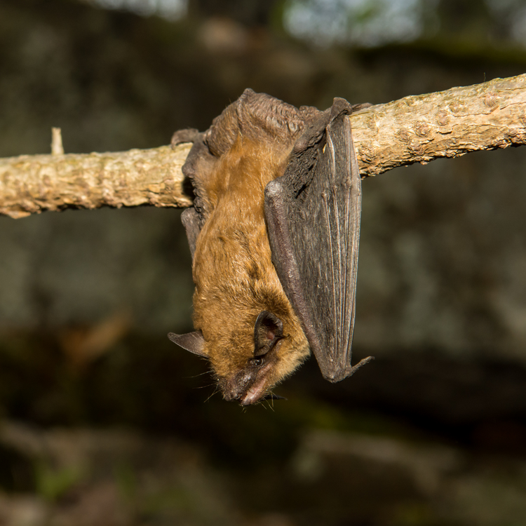 How to attract bats