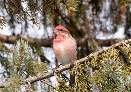 Bird Feature: Purple Finch