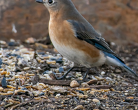 How to reduce mess under your bird feeder
