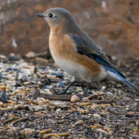 How to reduce mess under your bird feeder