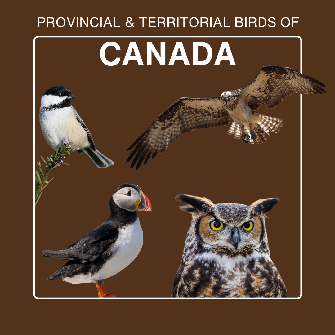 Provincial and territorial birds of Canada Nature's Way Bird Products