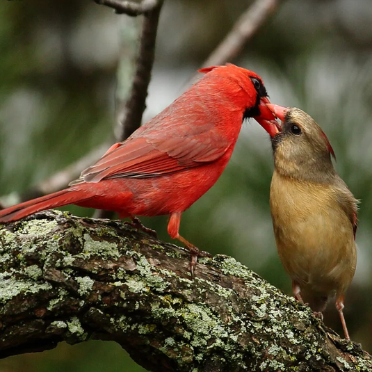 Bird Feature: Northern Cardinal