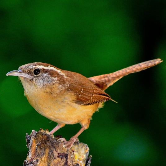 Bird Feature: Carolina Wren