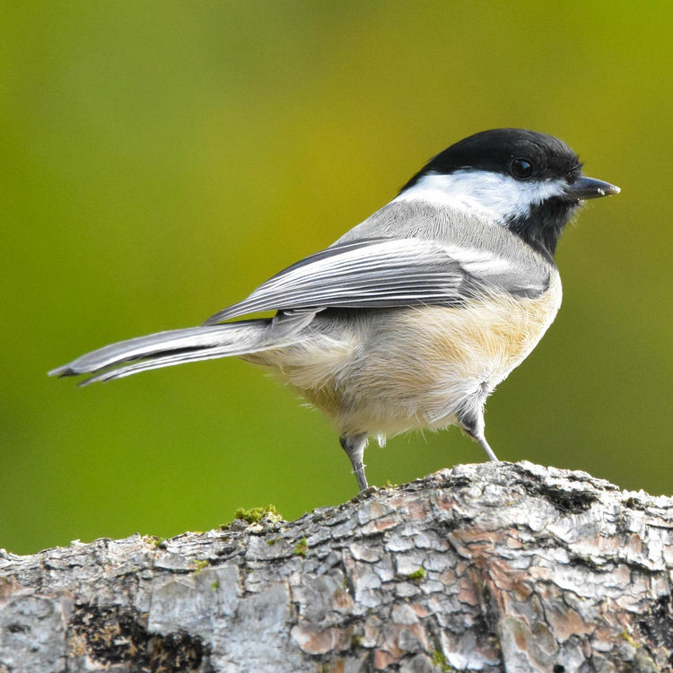 Bird Feature: Black-capped Chickadee