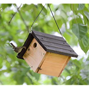 Wren House Mounting and Care