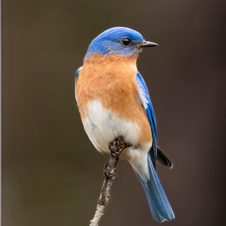 Bird Feature: Eastern Bluebird