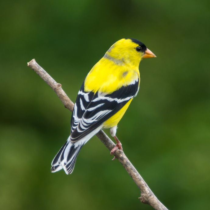 Bird Feature: American Goldfinch