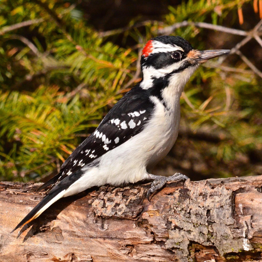 Bird Feature: Hairy Woodpecker