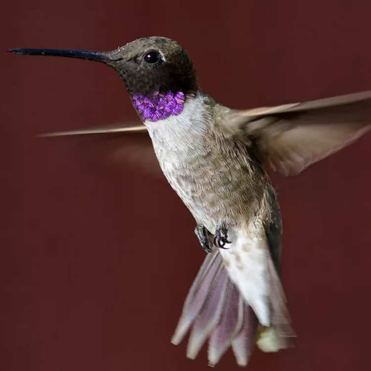 Bird Feature: Black-chinned Hummingbird