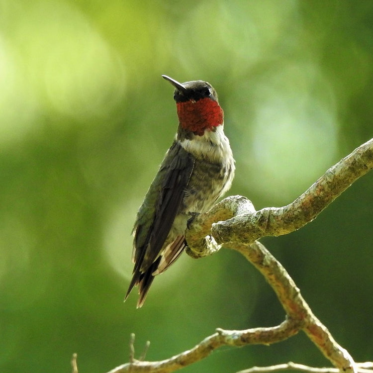 Bird Feature: Ruby-throated Hummingbird