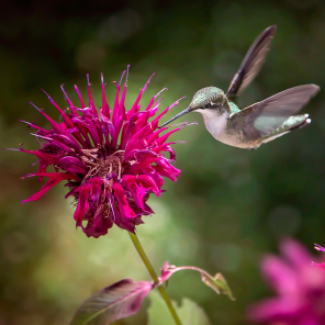 What colors are hummingbirds attracted to?