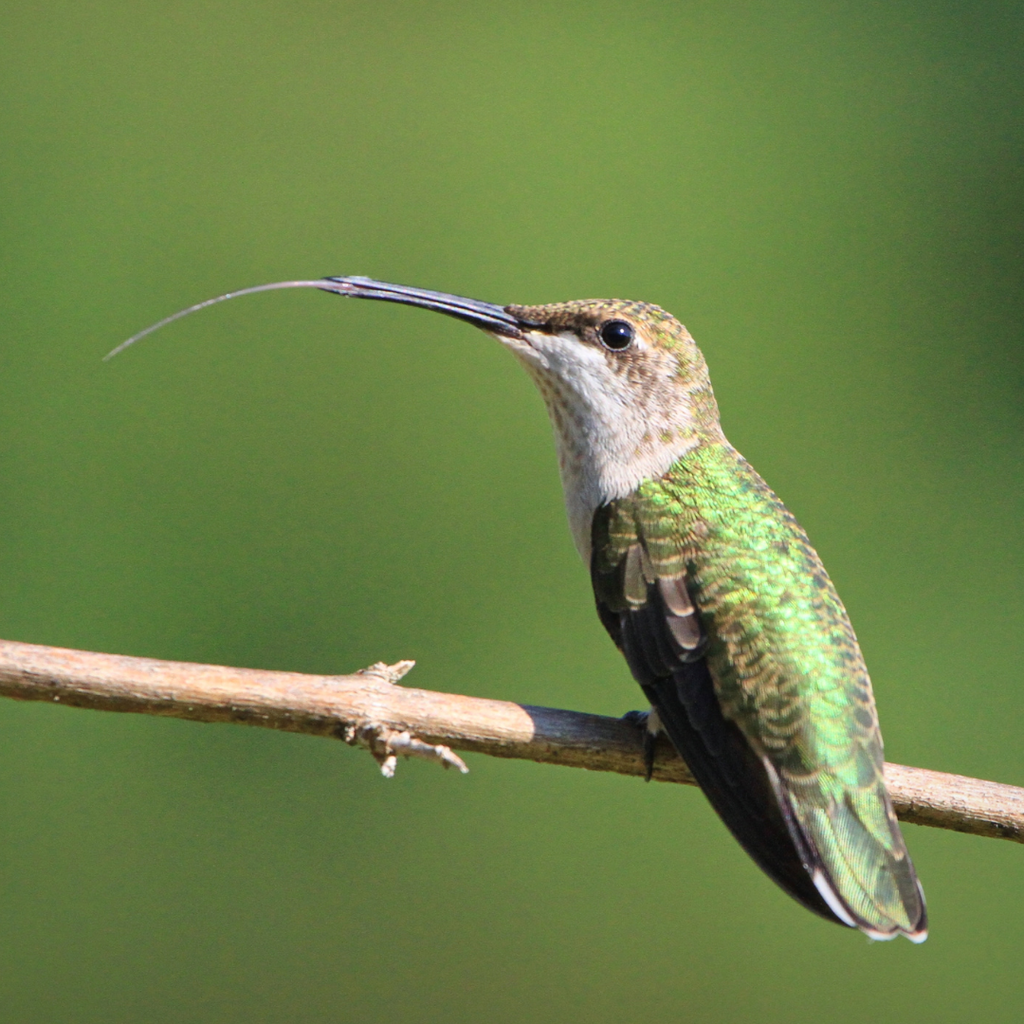 How does a hummingbird eat?