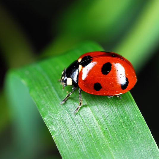 Beneficial Insects