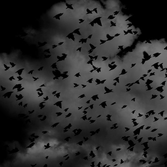 Image by BioPic Photos from Pixabay