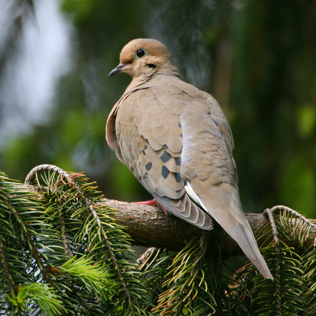 what-does-a-mourning-dove-bird-look-like