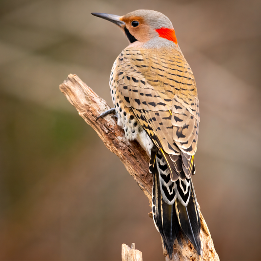 Bird Feature: Northern Flicker
