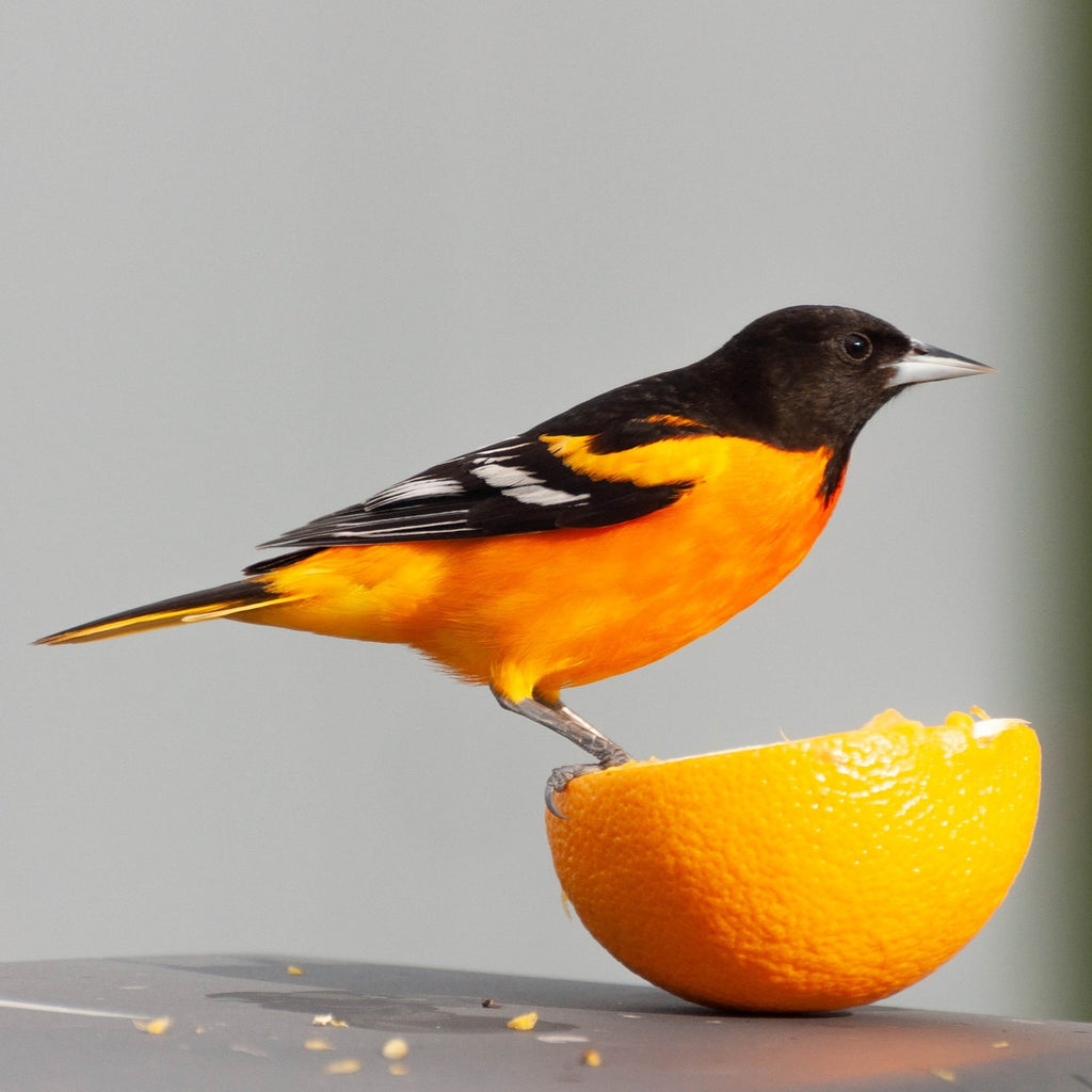How to attract orioles