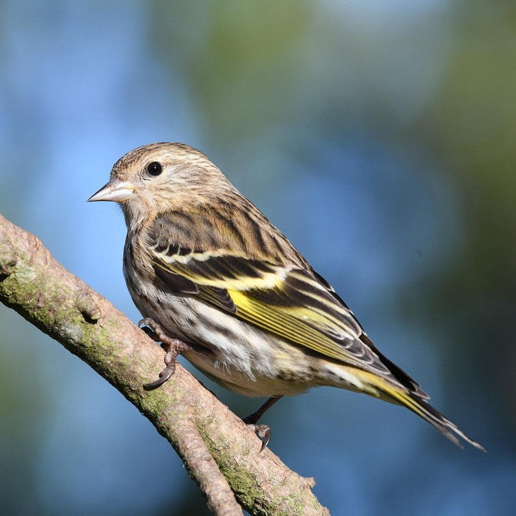 Bird Feature: Pine Siskin