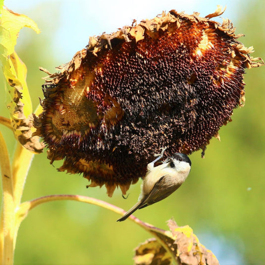 12 plants that attract wild birds