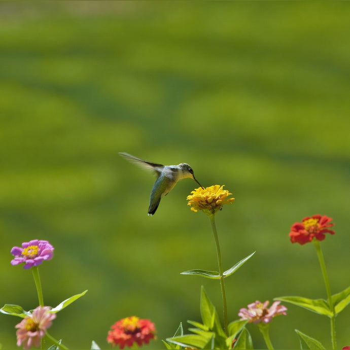 10 plants that attract hummingbirds