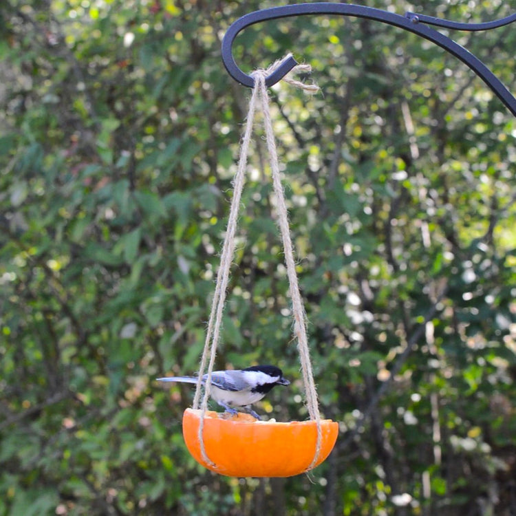 How to make a pumpkin bird feeder