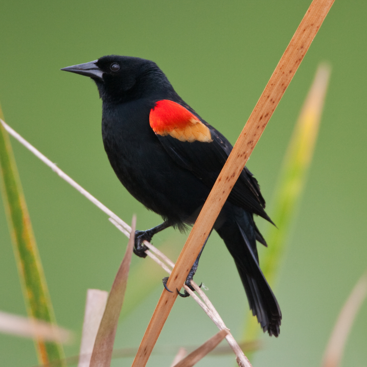 Bird Feature: Red-winged Blackbird