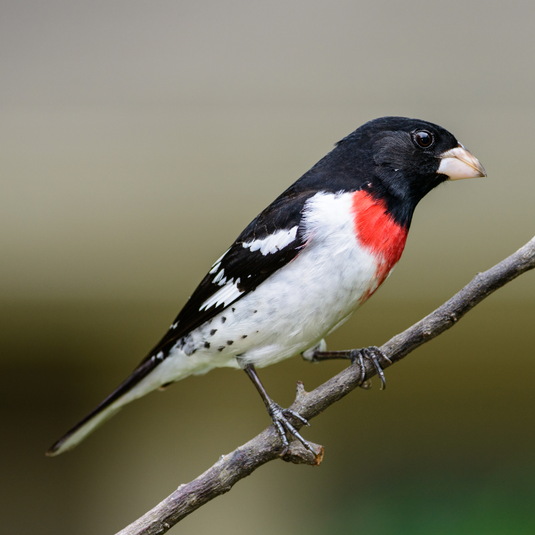 Bird Feature: Rose-breasted Grosbeak