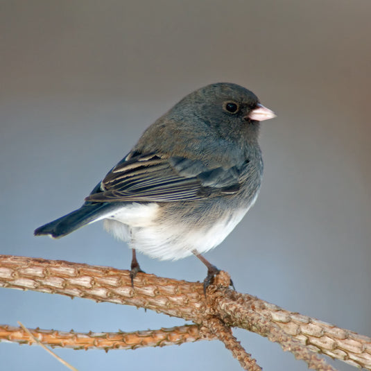 Bird Feature: Dark-eyed Junco (Slate colored)