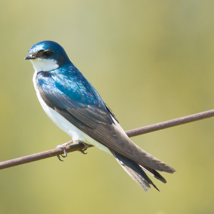 Bird Feature: Tree Swallow