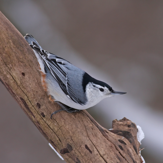 Bird Feature: White-breasted Nuthatch