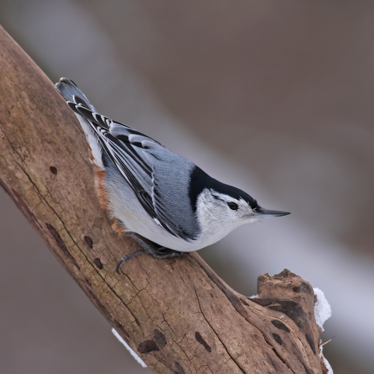Bird Feature: White-breasted Nuthatch