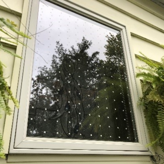 What to do if a bird hits your window