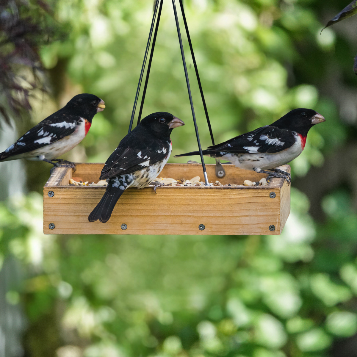Spring Bird Unit How to prepare for spring migration – Nature's Way Bird Products