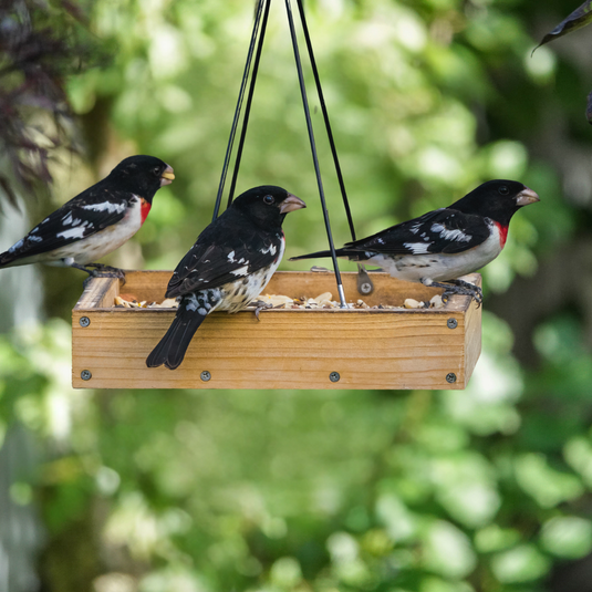 How to prepare for spring migration