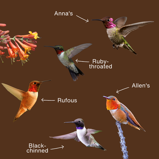5 of the most common hummingbirds