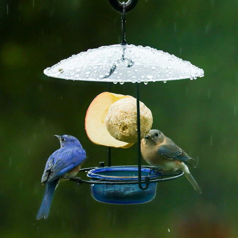 Load image into Gallery viewer, Bluebird Buffet Metal and Glass Bird Feeder with Protective Baffle
