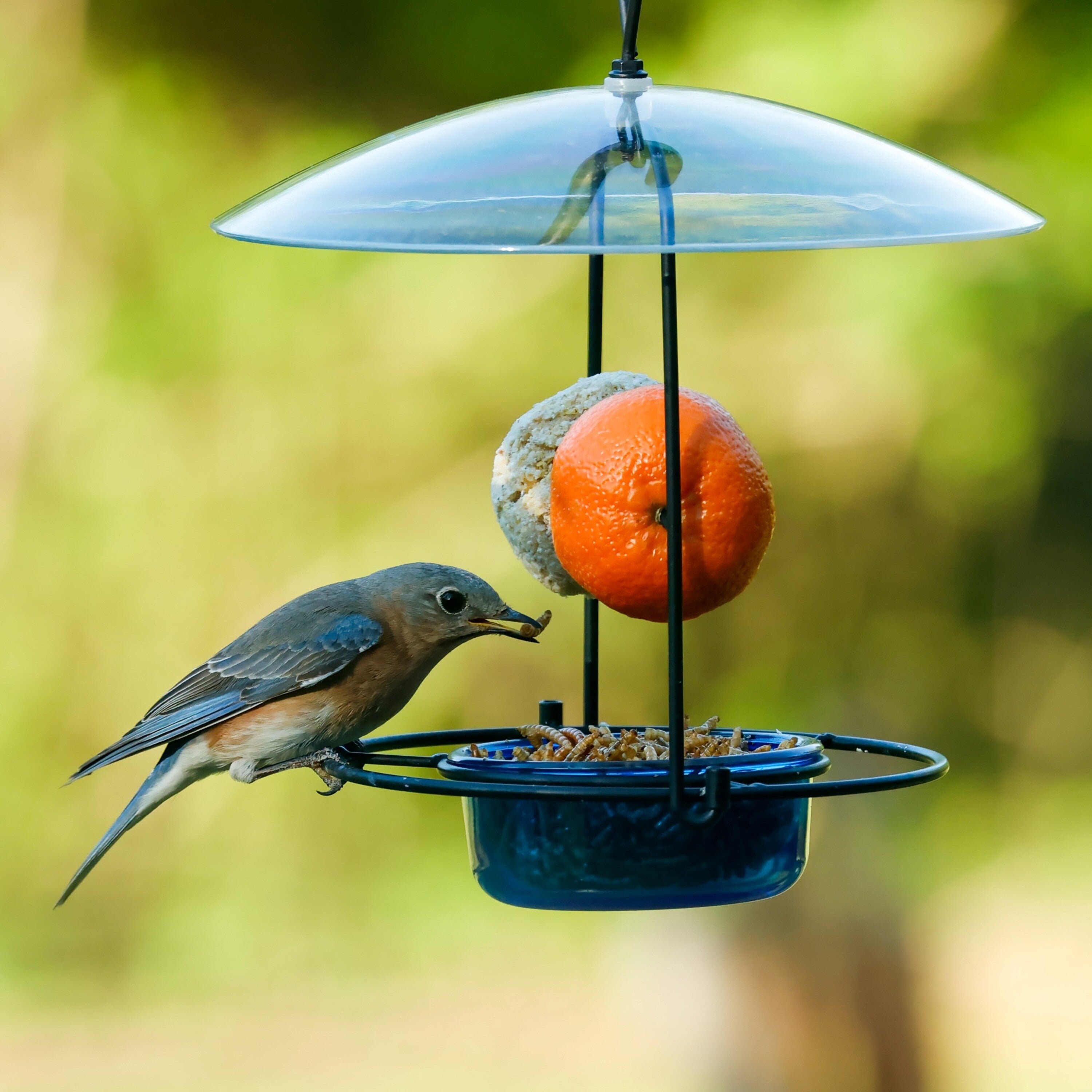 Bluebird Buffet Metal and Glass Bird Feeder with Protective Baffle ...
