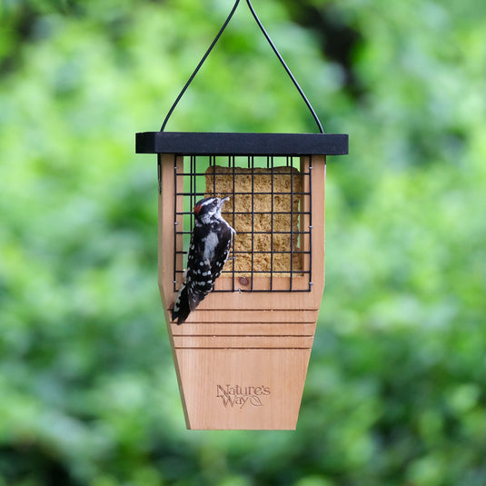 Tail-prop Suet Feeder