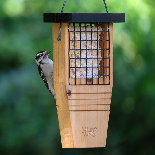 Tail-prop Suet Feeder