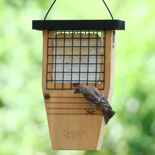 Tail-prop Suet Feeder